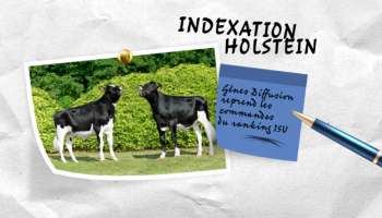 Index Holstein : Gènes Diffusion reprend les commandes du ranking ISU