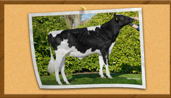 Indexation holstein : une belle sortie en août pour Gènes Diffusion !